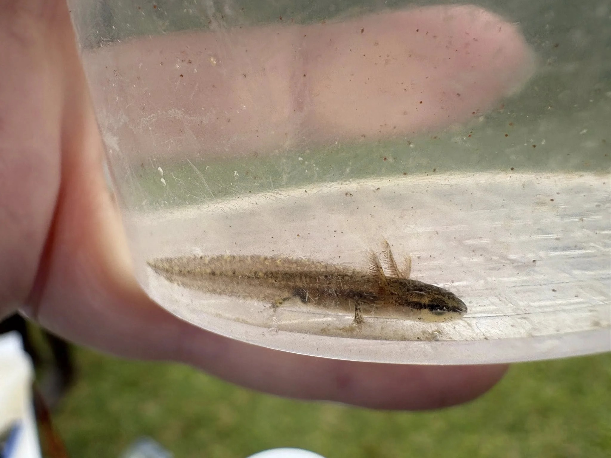 A larval Central Newt by jaik.