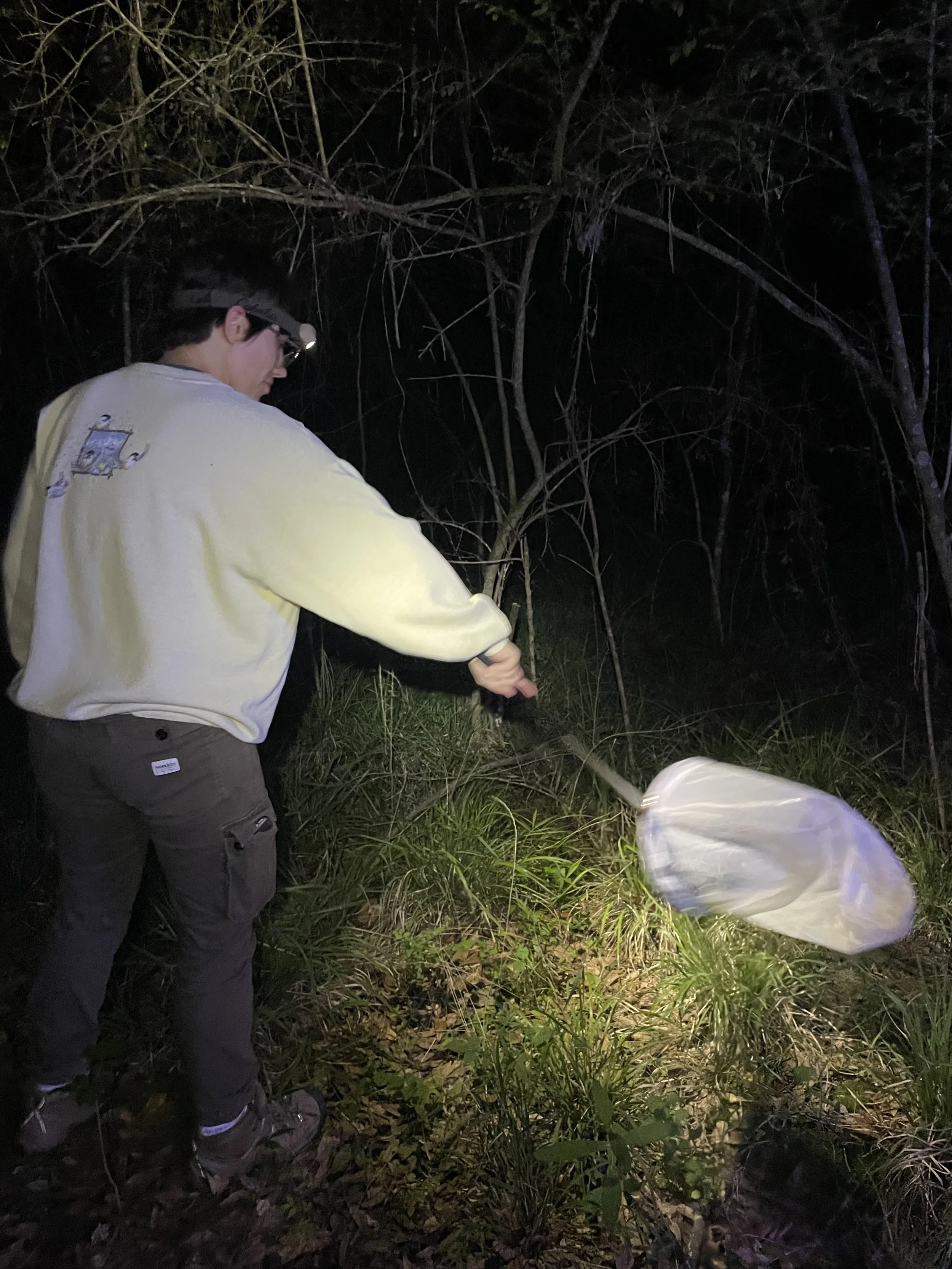 A Master Naturalist sweeps her net at night at BREC Frenchtown Conservation Area.