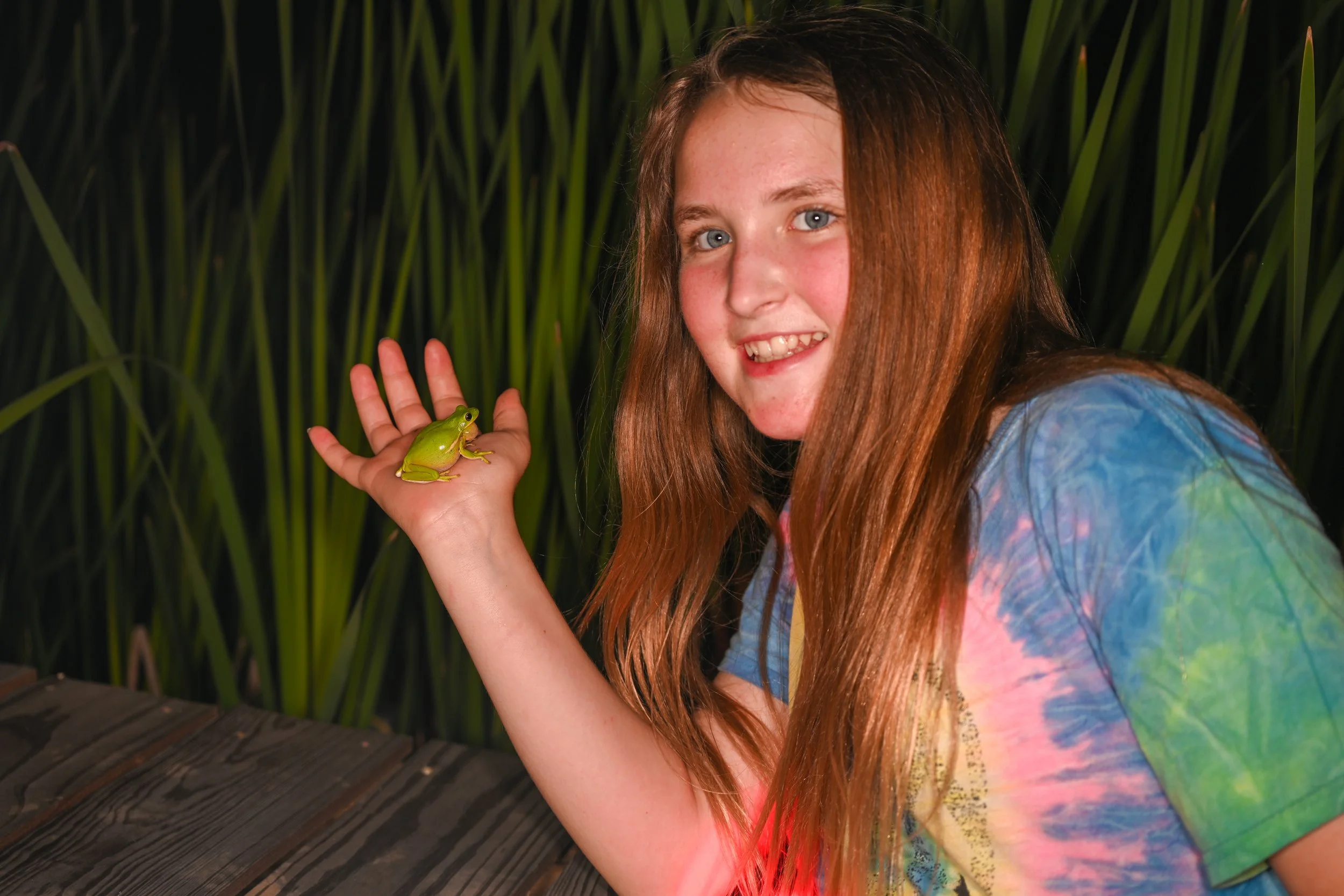 Green tree frog serenading BREC night hike participant