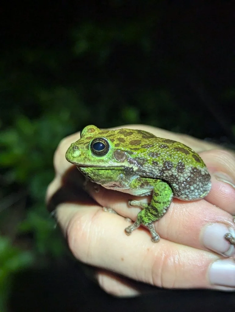 Rare find! Barking Tree Frog near Madisonville, by efalquet.
