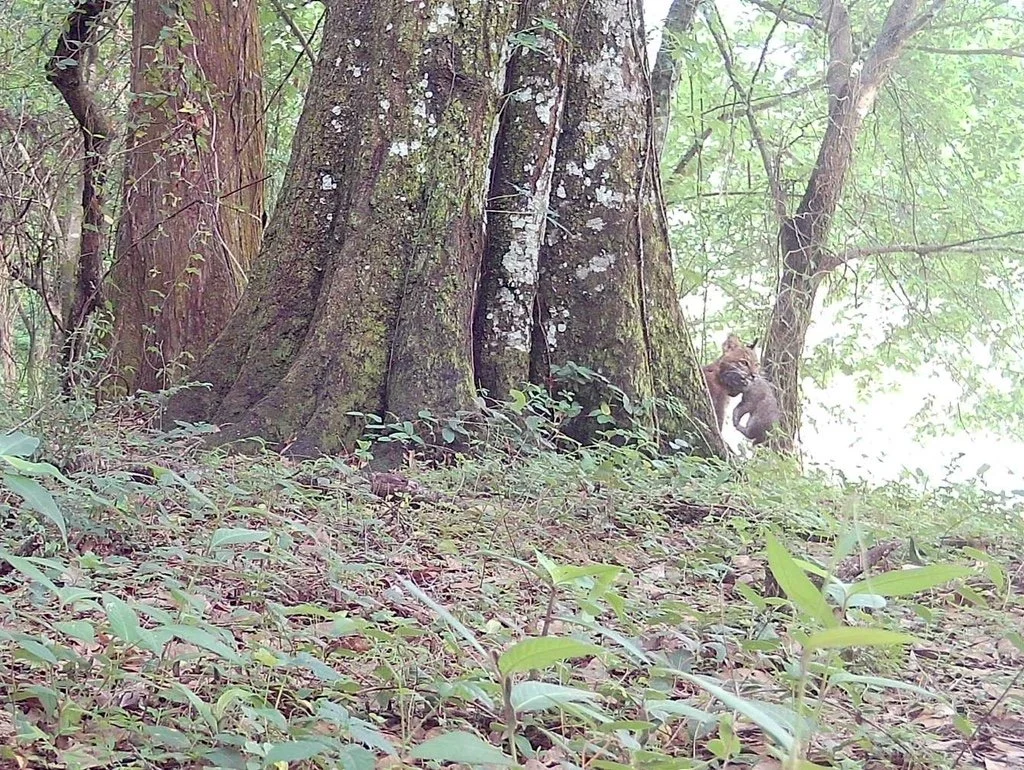 A Bobcat mother carries her baby in Sunshine, by l_co
