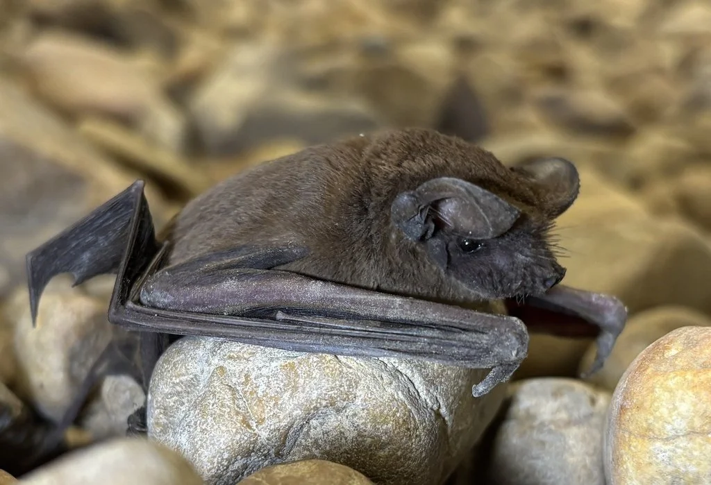 Mexican Free-tailed Bat at LSU, by aboulmay.