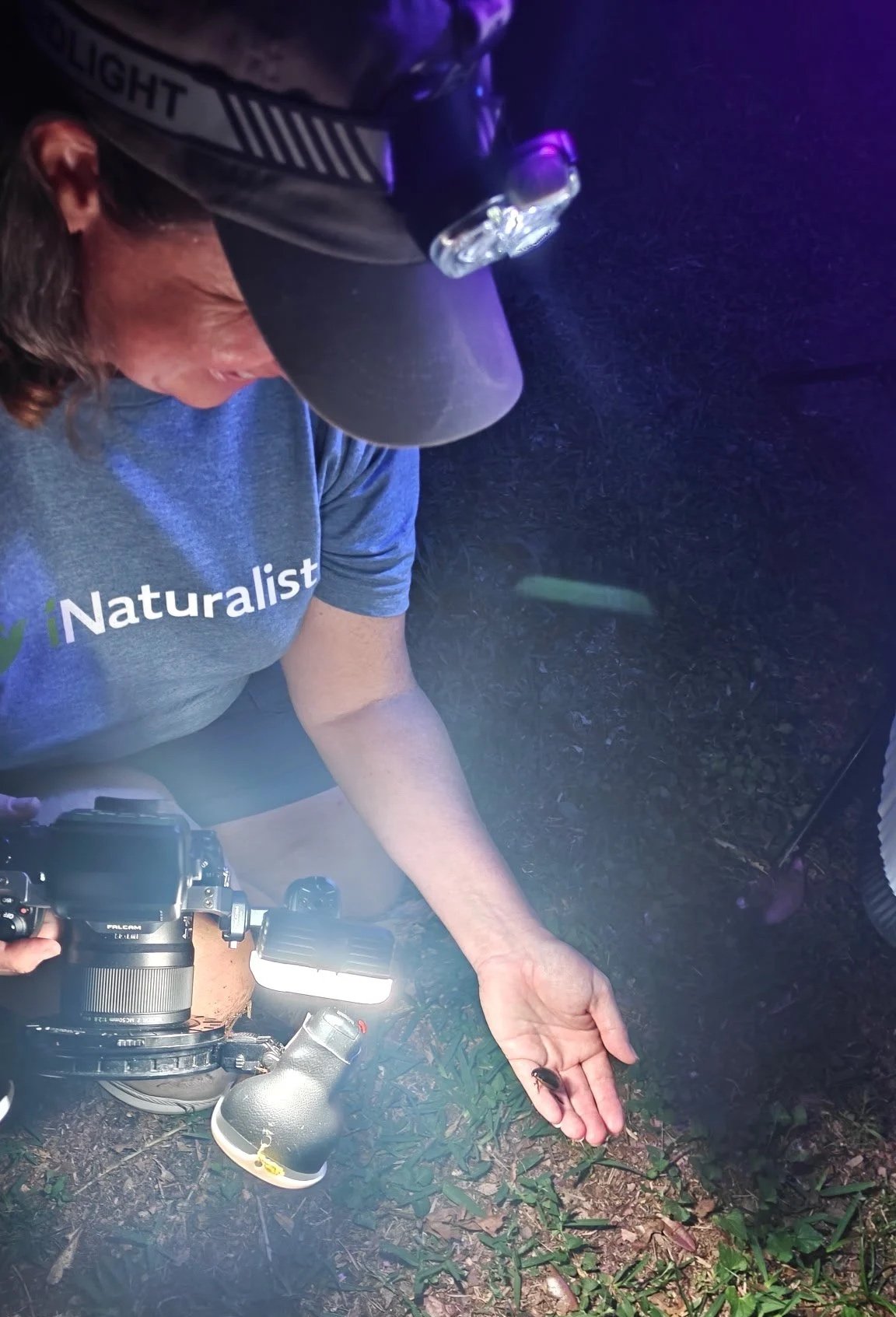 Aquatic beetle at LSU Hilltop Arboretum light night
