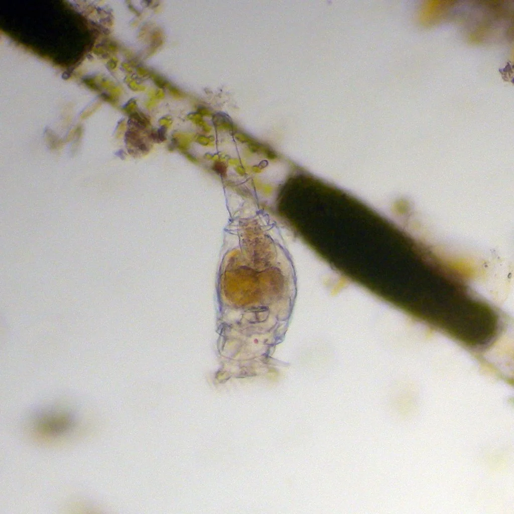 First in the state in iNaturalist! Microscopic Bdelloid Rotifer found in pond water by demcheck.