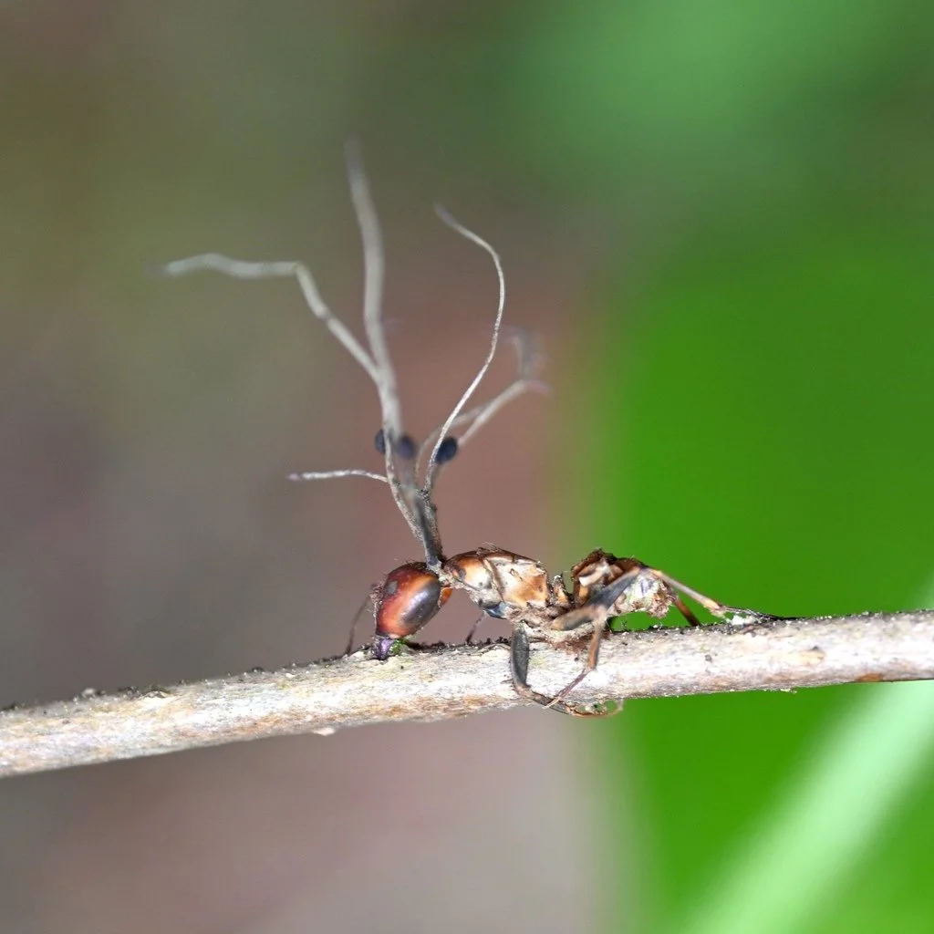 Ophiocordyceps fungi coming out of its host, a Chestnut Carpenter Ant, found in Central by amberenergy.