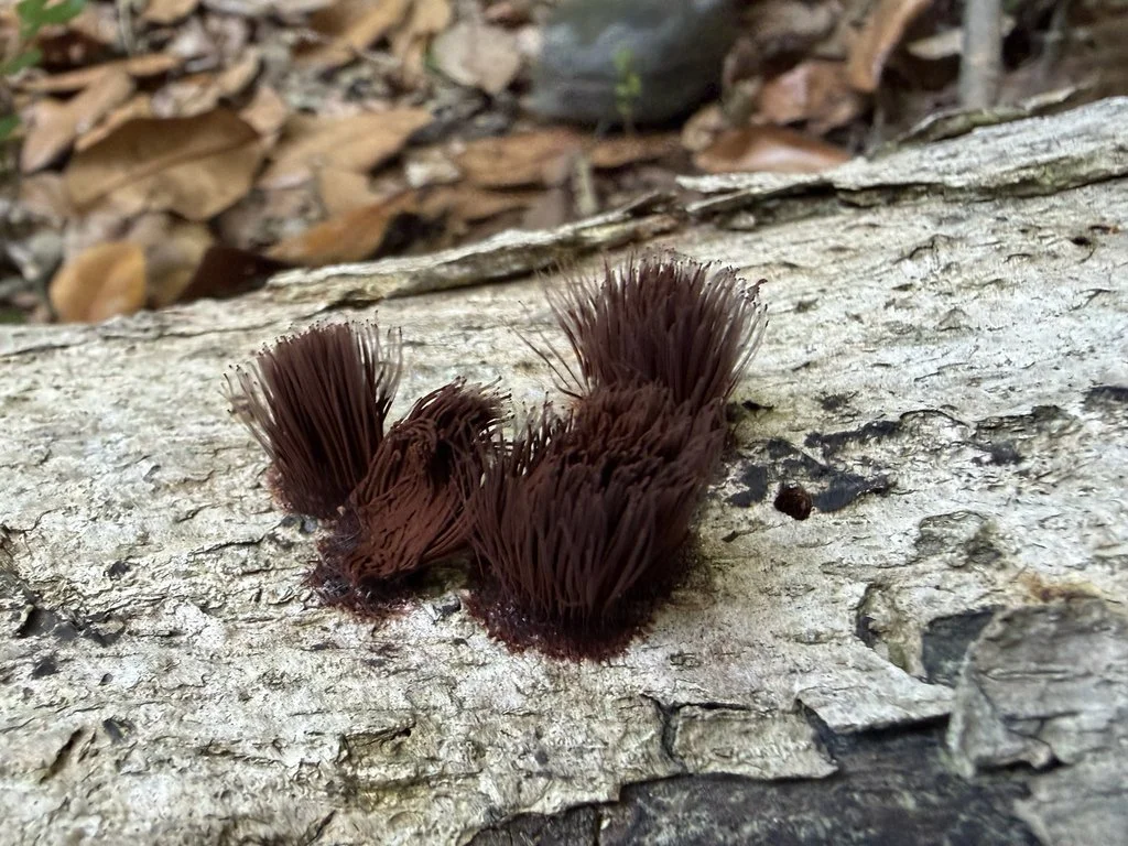 Chocolate Tube Slime Mold found at BREC Frenchtown by lazelod_c.