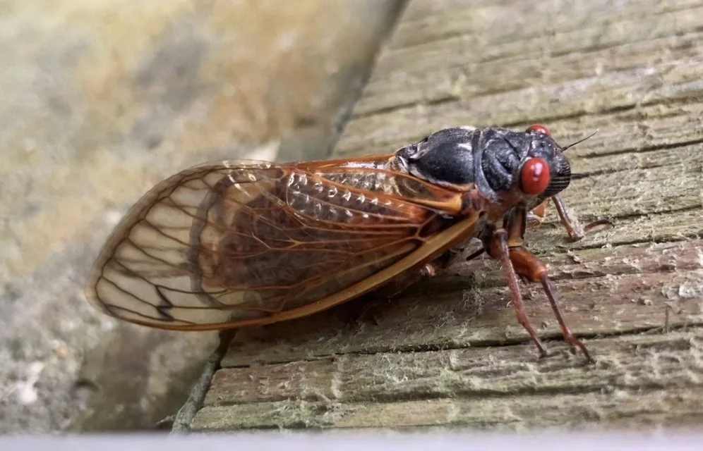 Riley's 13-Year Cicada (Brood 22) that emerged a year early in Central by jbelme21.