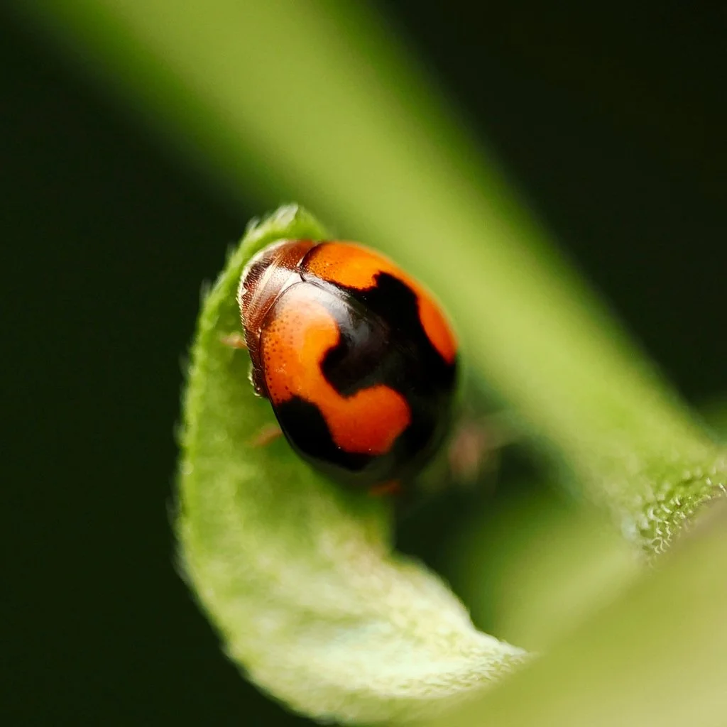 Confluent Sigil Lady Beetle found in New Orleans by johncarlson.