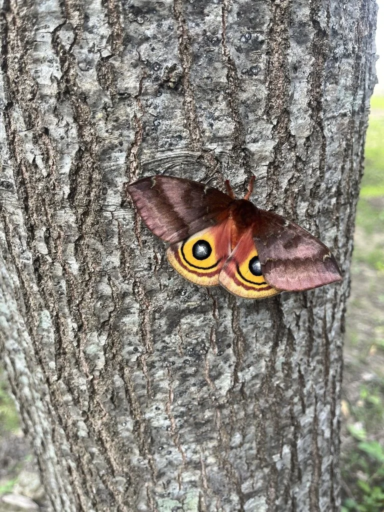 Io Moth found in New Orleans by tigerkei.