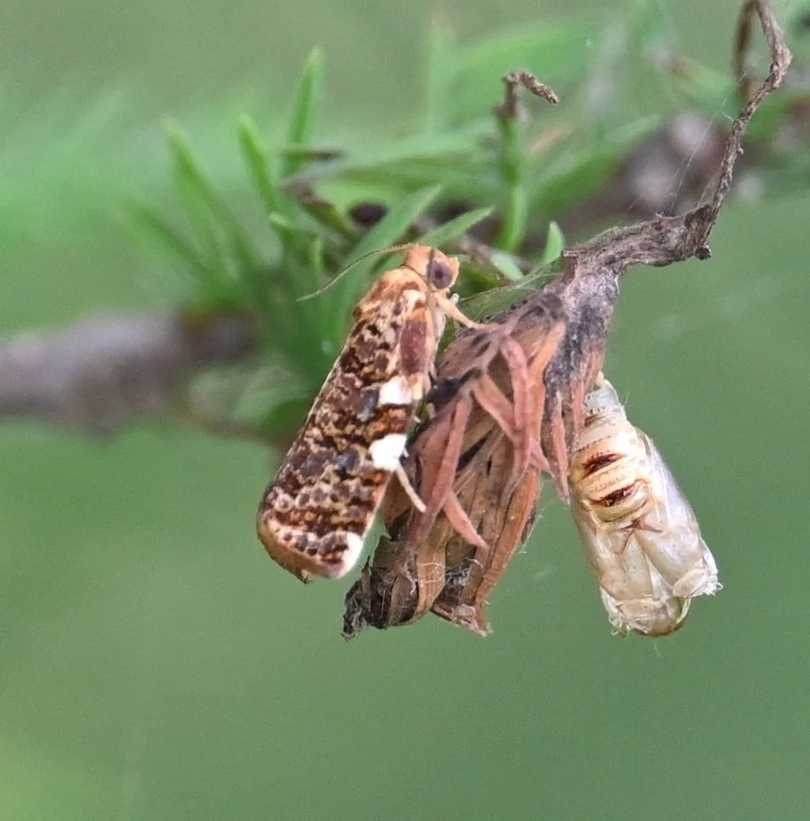 Rare Find! Baldcypress Leafroller moth that just eclosed, found at Lake Verret by amberenergy.