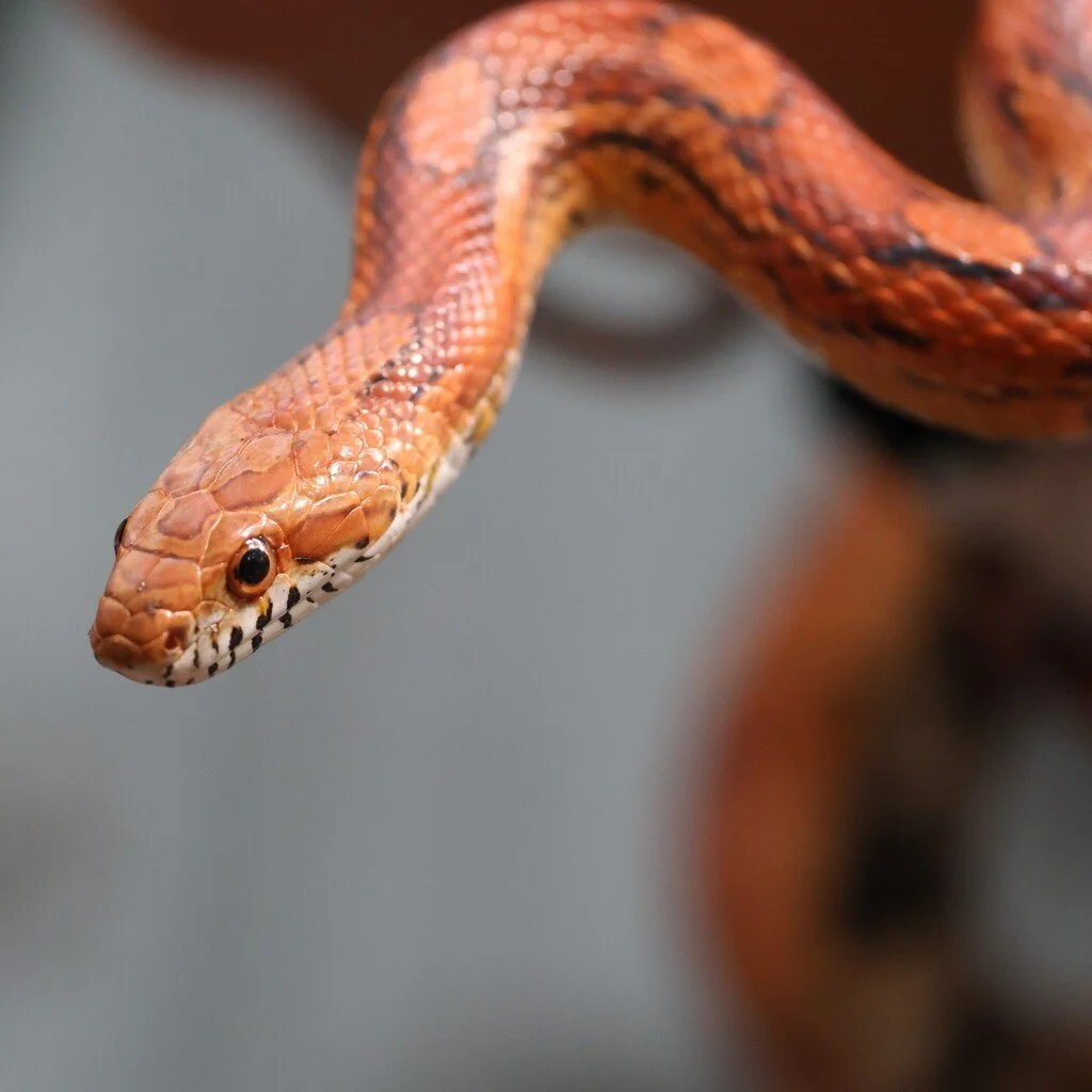 Red Cornsnake found in Fontainebleau State Park by bill_wimley.
