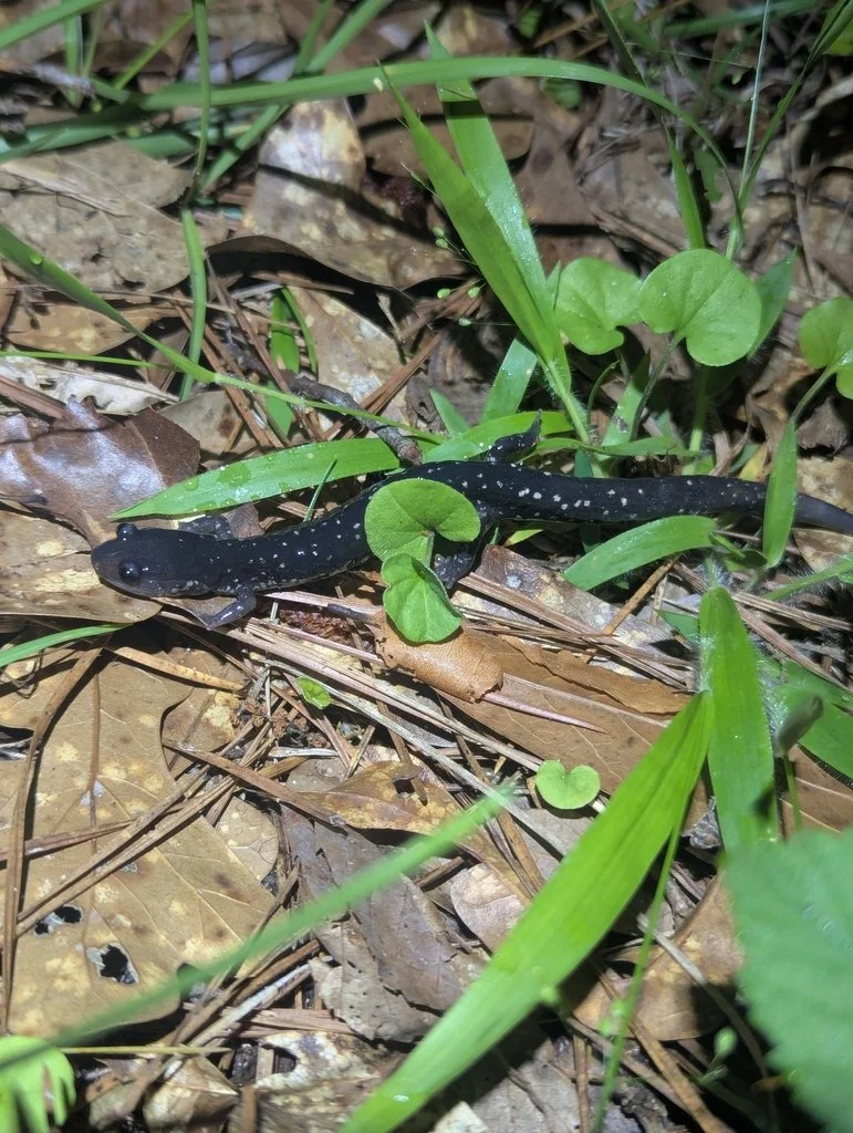 Rare Find! Mississippi Slimy Salamander found near Madisonville by efalquet.