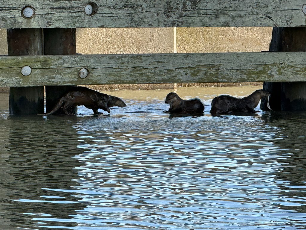 North American River Otters found in Buras by  romp_riverottermonitoringproject.