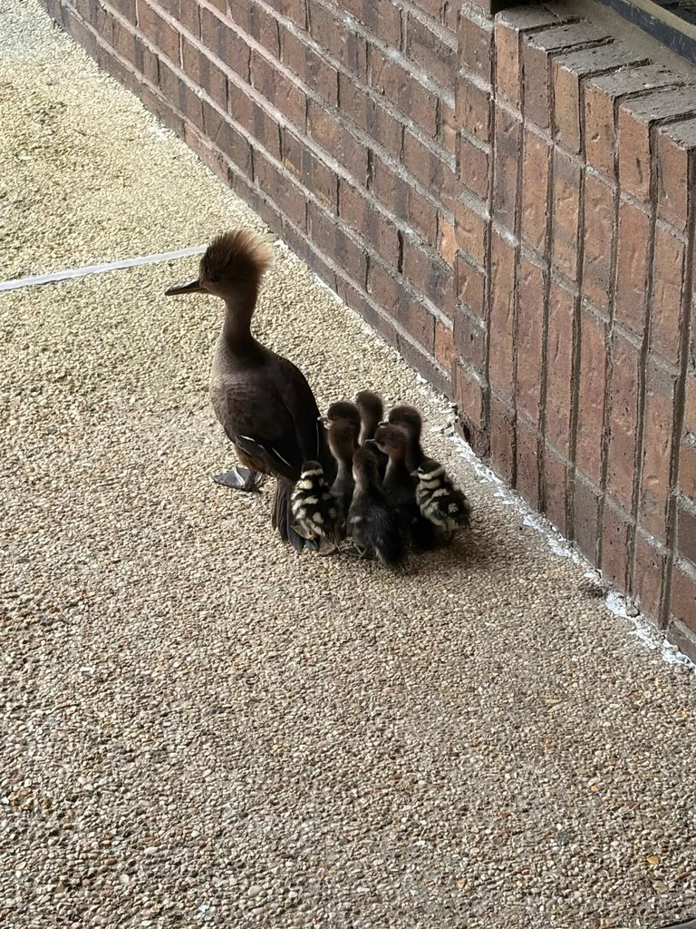 Hooded Merganser mother leading her 6 ducklings and 2 whistling duck ducklings through LSU campus by haileyf126.