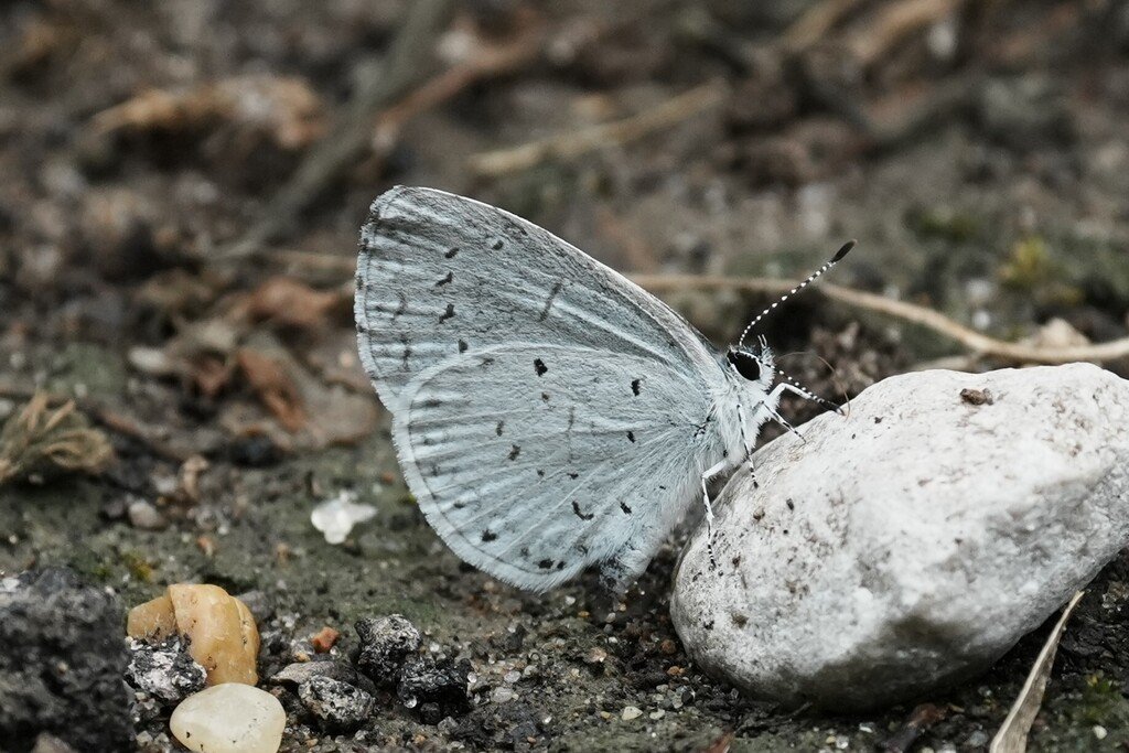 Summer Azure found at Port Hudson State Historic Site by brandonjjohnson.