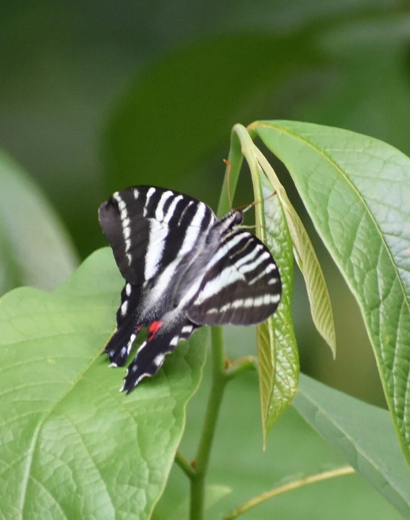 Zebra Swallowtail found in West Feliciana Parish by khashagen.