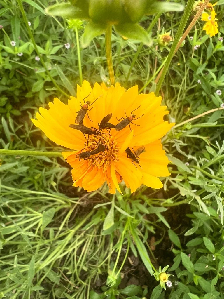 Love bugs were very prolific this year! Found in Baton Rouge by ttitone.