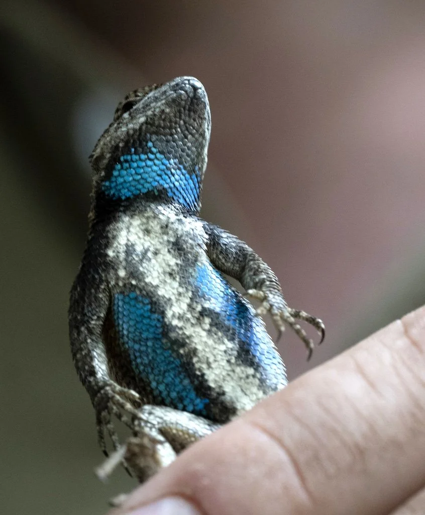 Pretty blue scales of an Eastern Fence Lizard found in Loranger by janie.