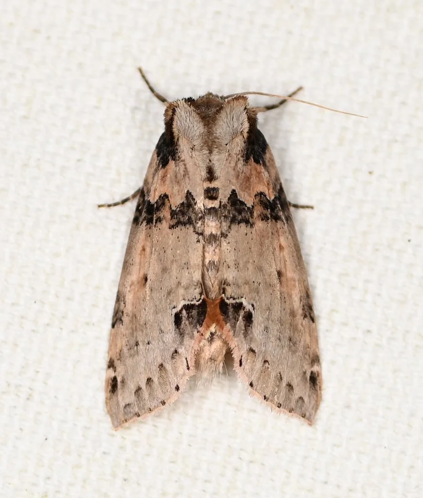 State Record! Tufted Thyatirine Moth found at Lake Rosemound by amberenergy.