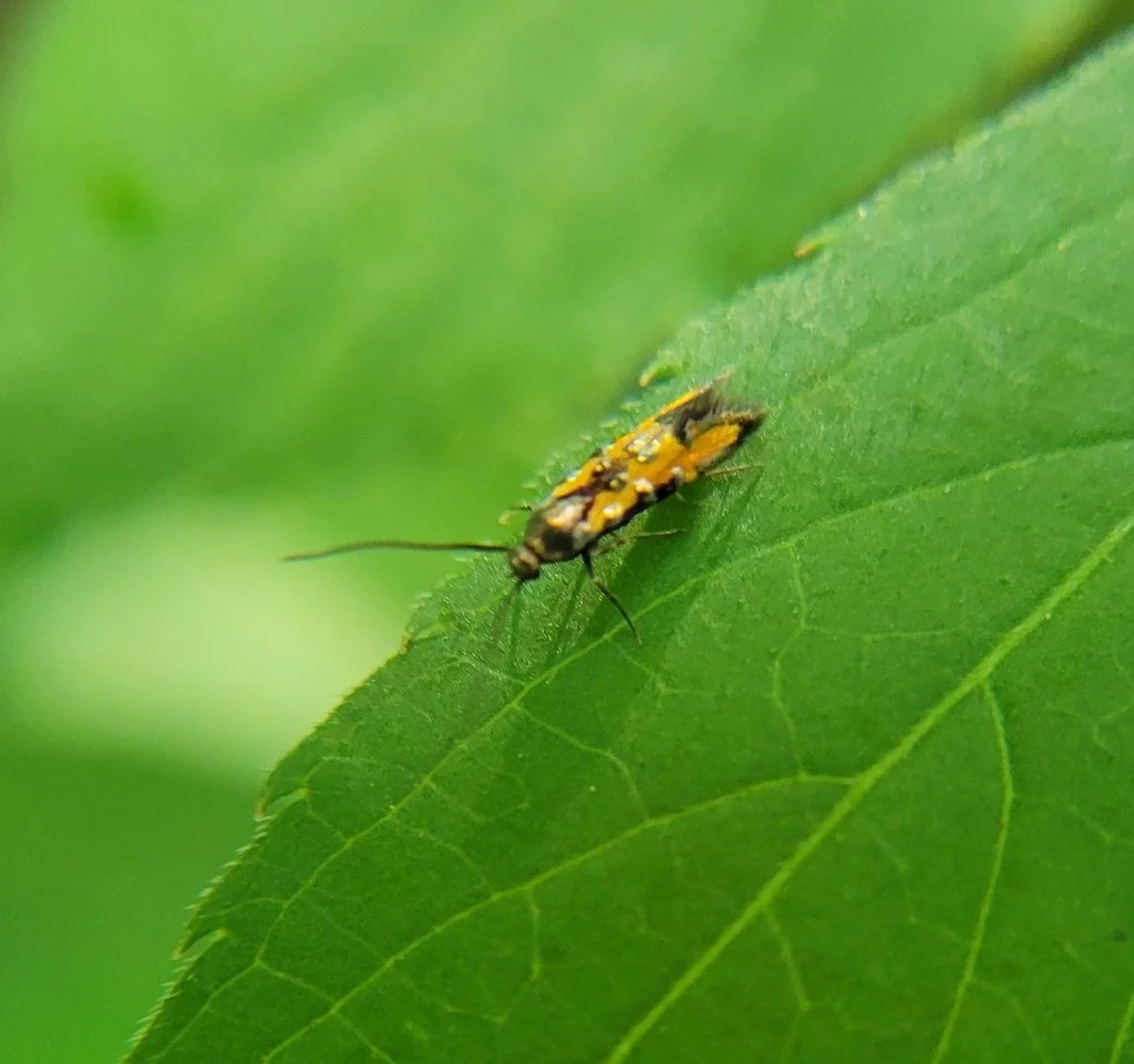 State Record! Sun Moth found at BREC Bluebonnet Swamp by htoyo.