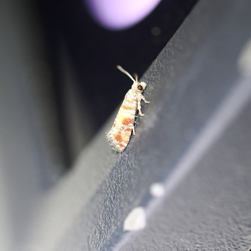 Regional Record! Subtropical Pine Tip Moth by Sean Golden in BR. ncb1221 also spotted one in Mandeville.
