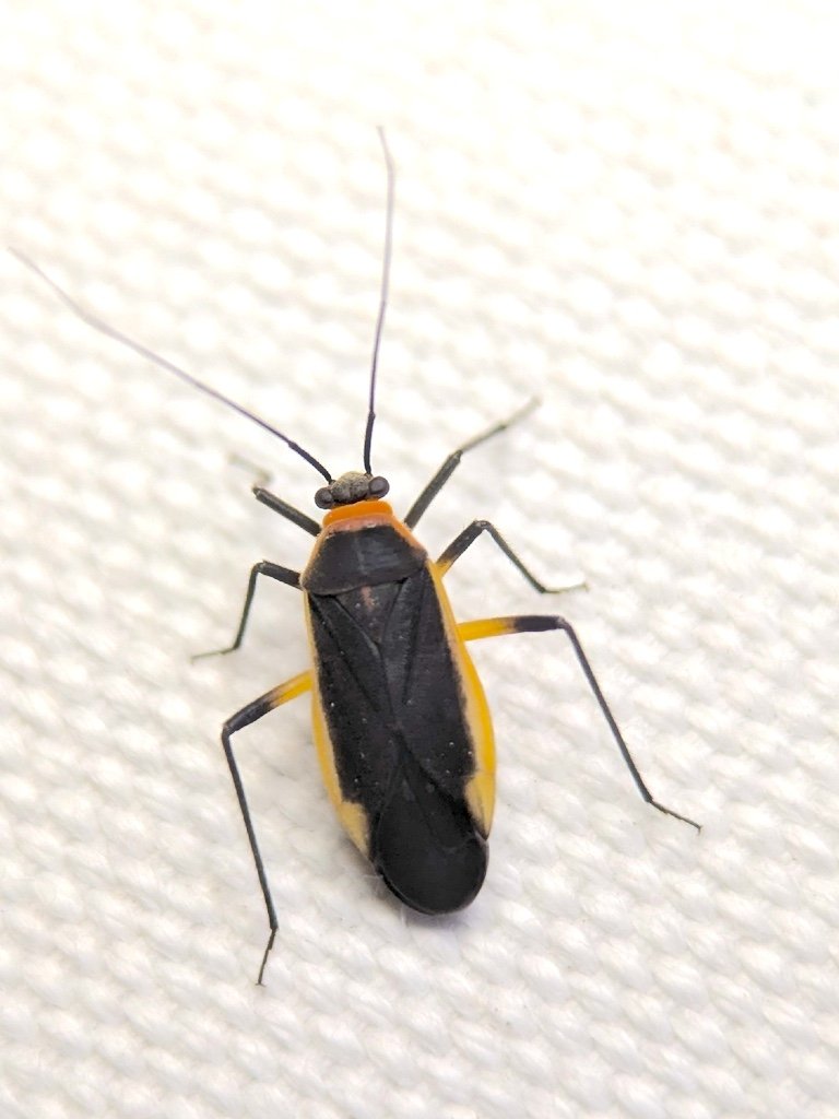 Regional Record! Opistheurista clandestina found by shiggium in Chalmette.