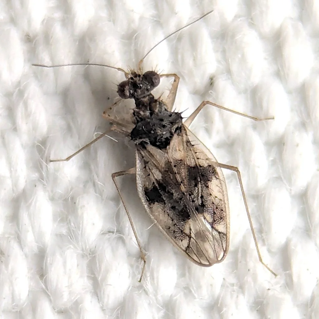 State Record! New invasive species Patapius spinosus by shiggium in Chalmette.