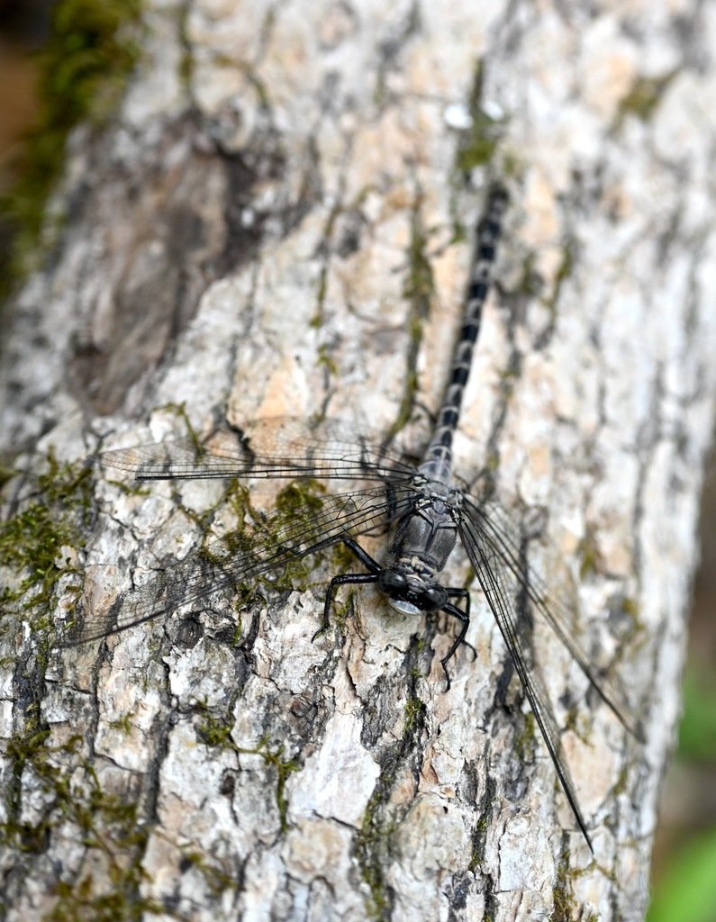 Regional Record! Gray Petaltail Dragonfly in West Feliciana Parish by amberenergy.