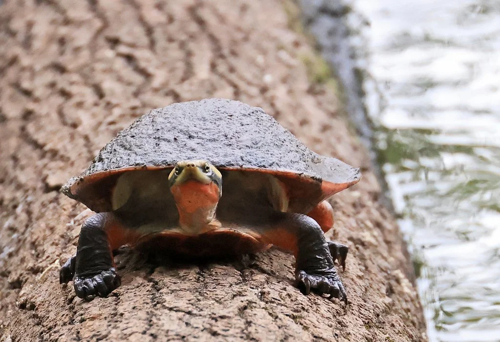 State Record! Invasive Red-bellied Short-necked Turtle in Baton Rouge by jhartg44. A dumped pet?