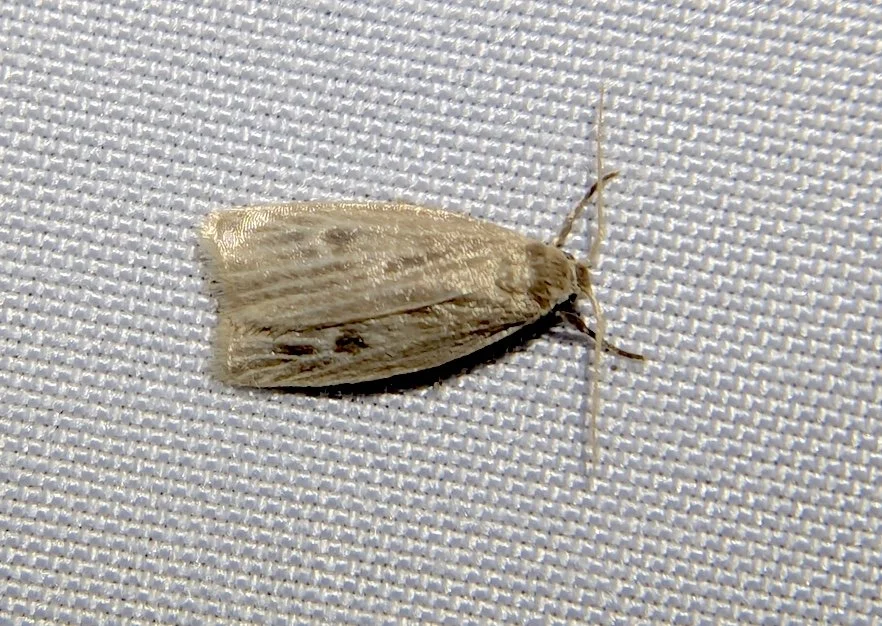 Pale Lichen Moth found by ncb1221 in Mandeville. Rare find.