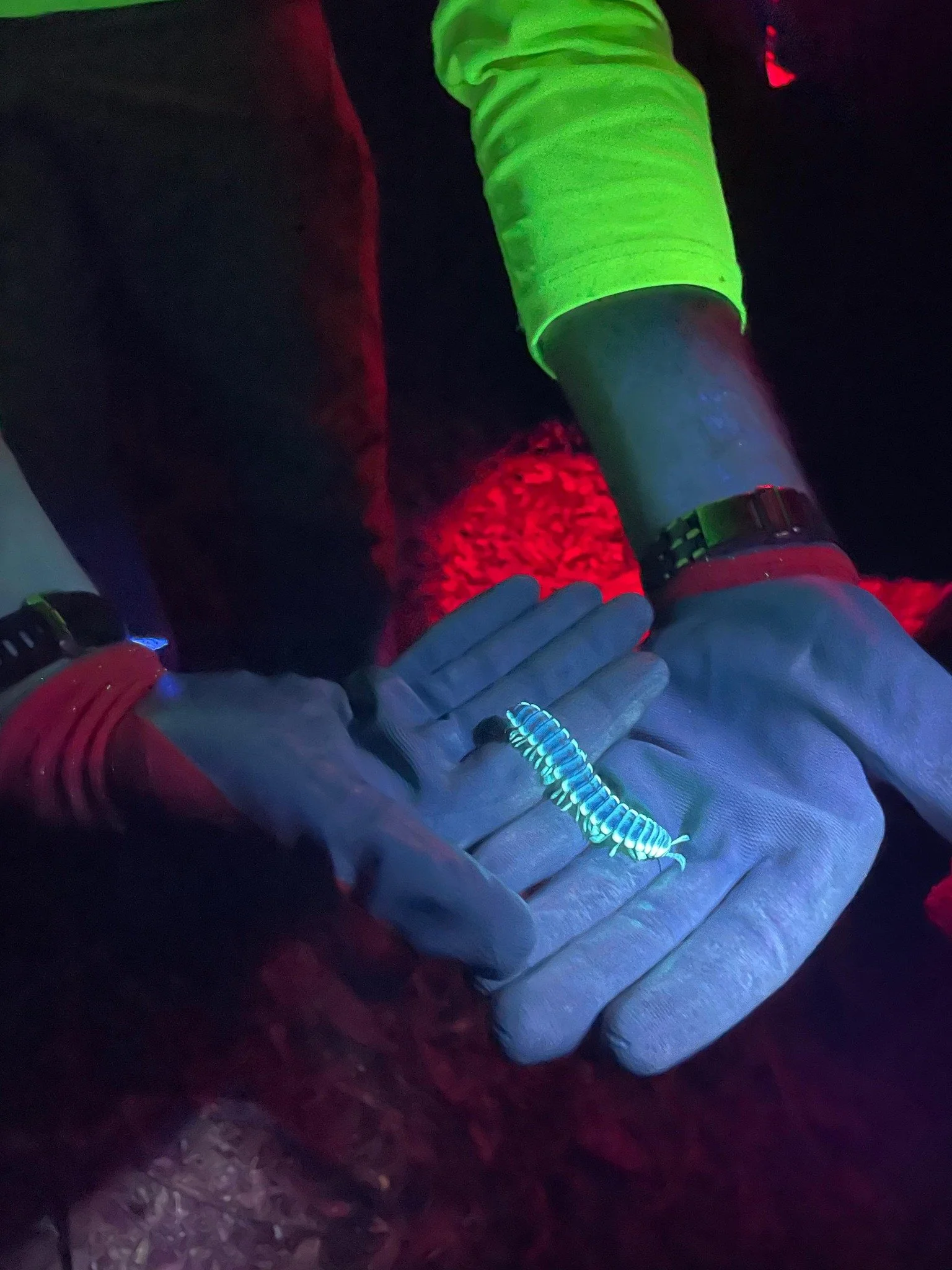BREC night hike UV flashlight find