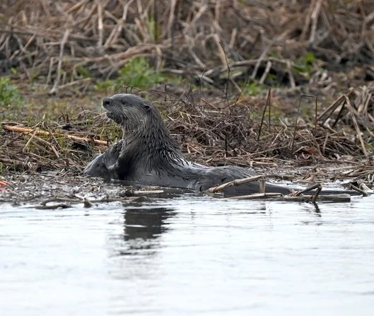 Jody Shugart otter.jpeg