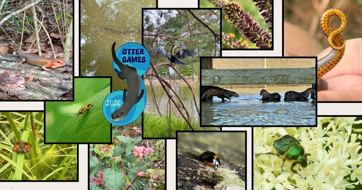 Otter Games 2026 collage