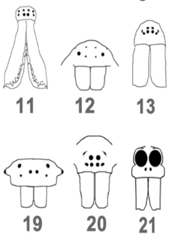 sample spider eyes