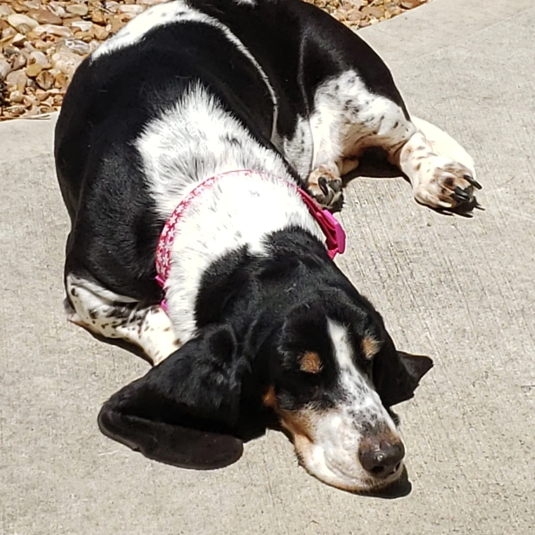 Farewell to Rose The Hound