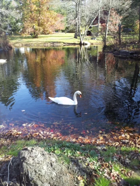 Swan by a lagoon