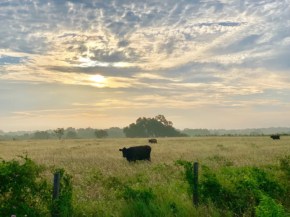 Cows2019.jpg