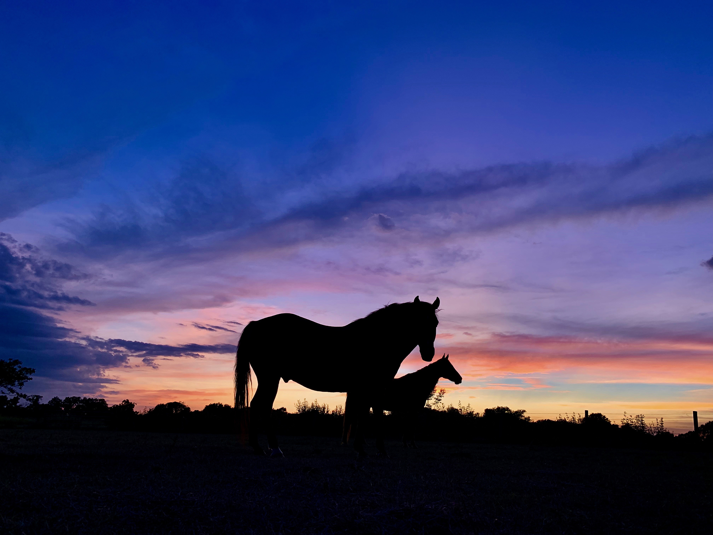 FH-horse sunset 1.JPG