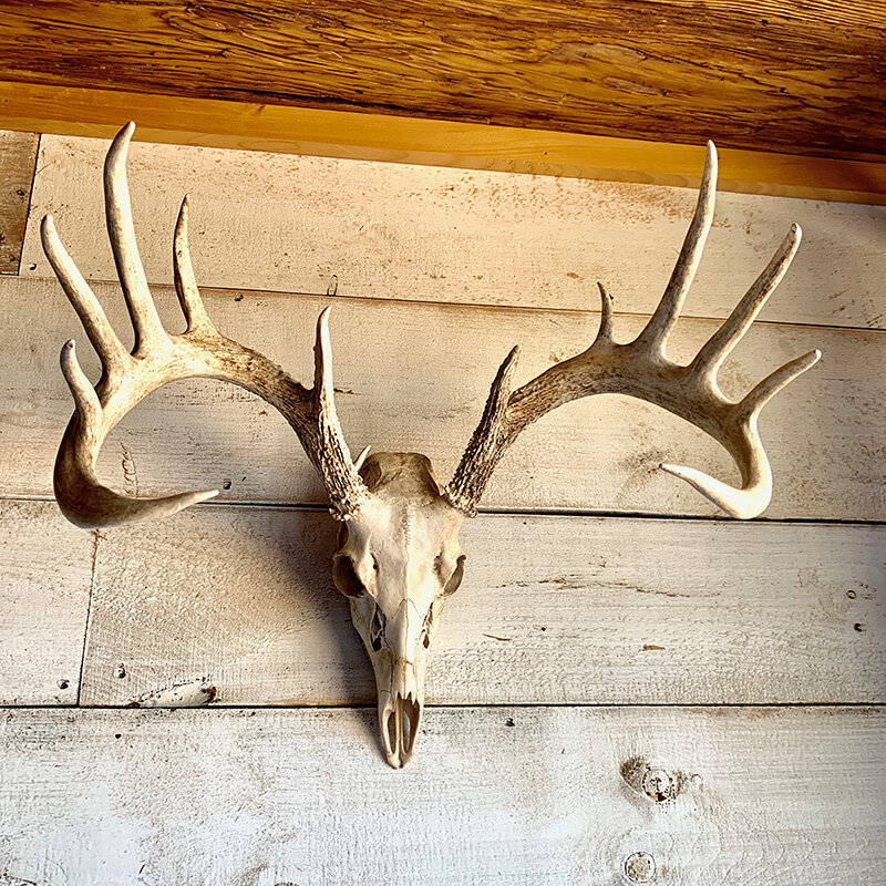 White Tail.JPG