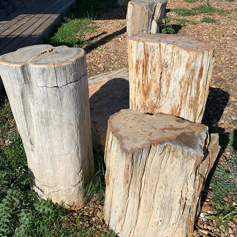 Petrified Wood Stumps.JPG