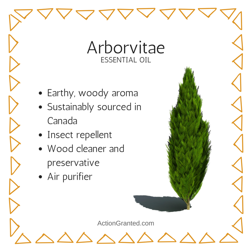 Arborvitae.png