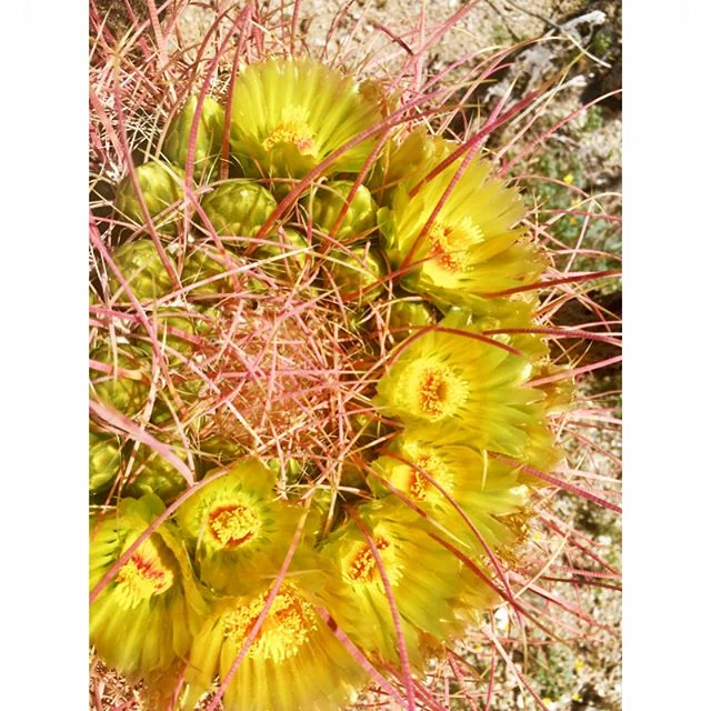 D e s e r t  W i l d f l o w e r s
..
Did you know the seeds of desert flowers can lie dormant in the ground for years before sprouting? Yep, they&rsquo;re genetically pre-programmed to germinate only when there&rsquo;s sufficient moisture in the soi
