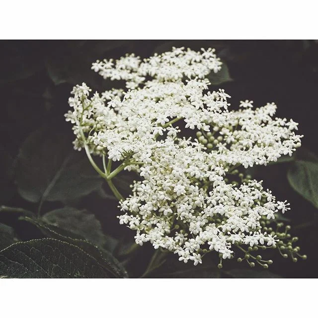 E l d e r f l o w e r  C o r d i a l
..
May is the month of elderflowers. Their delicate umbels can be found gracing the tops of most elder trees, fragrant and ready for harvest.&nbsp;Elderflower has been used in traditional medicine all over the wor
