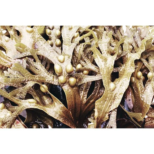 B L A D D E R W R A C K 
Bladderwrack Seaweed (Fucus vesiculosus) is a natural anti-inflammatory and like a sponge it absorbs trace minerals found in the ocean that help nourish and detoxify the skin. It's amazing what plants can do.
..
Our seaweed s