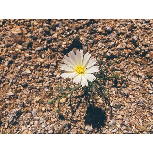 &ldquo;The earth laughs in flowers.&rdquo; &mdash; Emerson
..
Today we celebrate the alchemy of Spring, when the light of day and night are equal, when nature is budding and lifting her vibration. We are poised between balanced forces of light and da