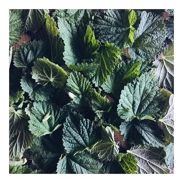 A l l e r g i e s + N e t t l e
..
For some, spring allergies can feel debilitating and for others, a slight inconvenience if managed properly. In lieu of Sudafed and other over-the-counter products, I want to encourage you to naturally support your 