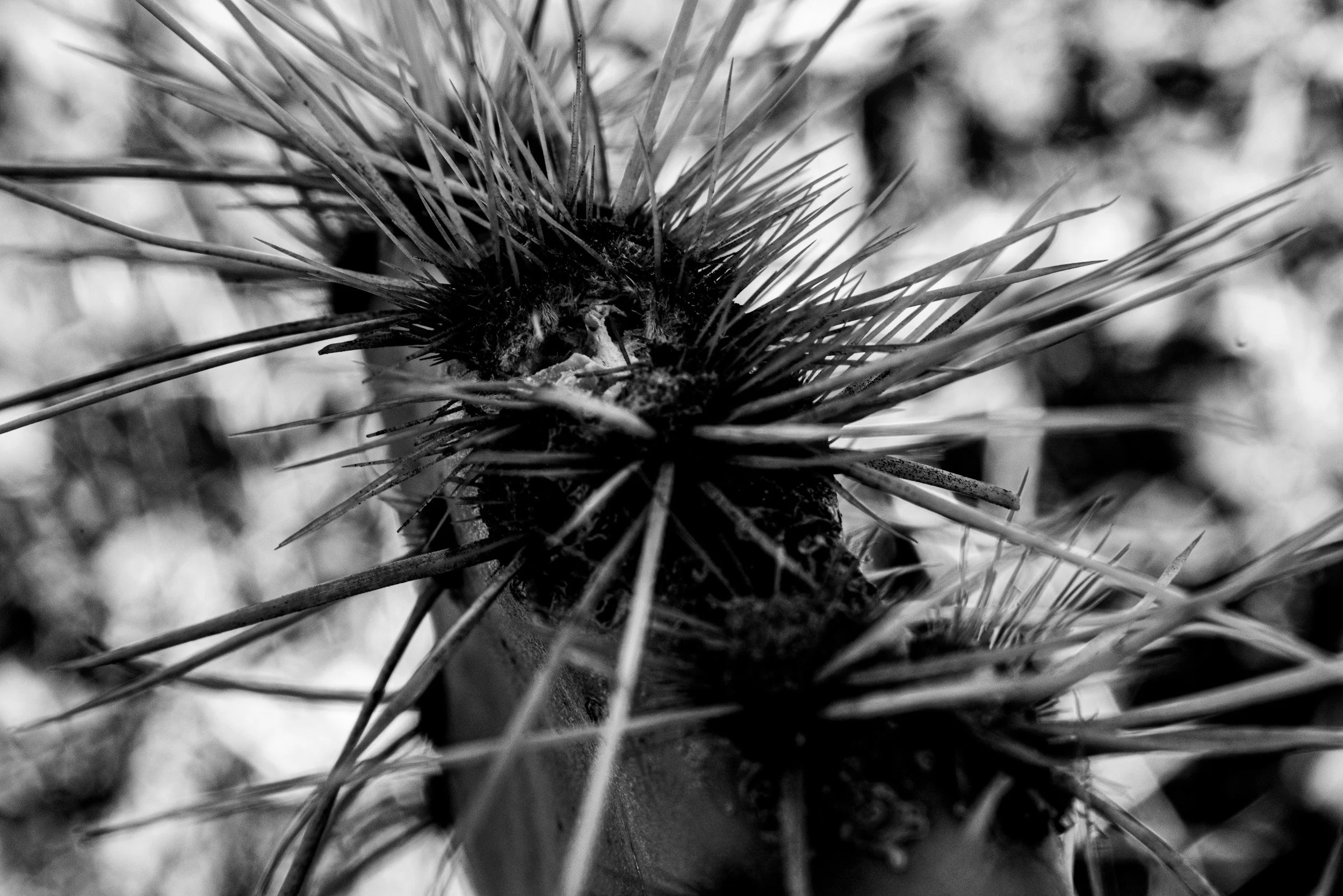 Ed Devine 12/7/25 - Seed Sown Among Thorns