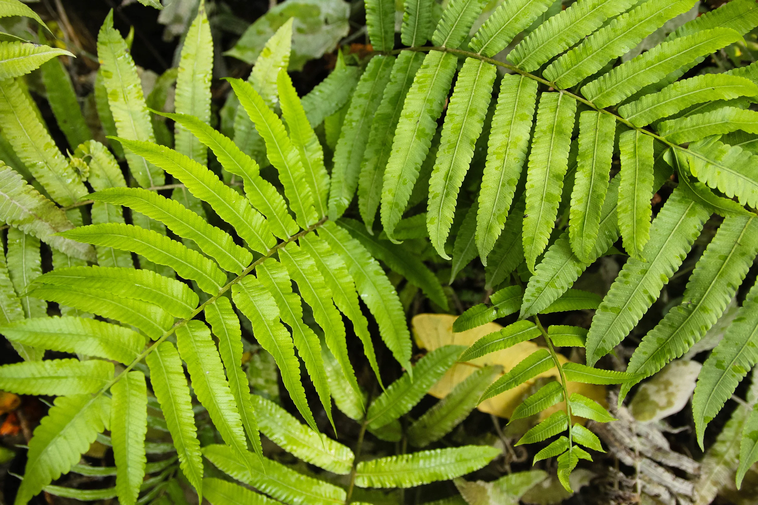Chiang Mai Thailand Sticky Falls Bua Thong ferns