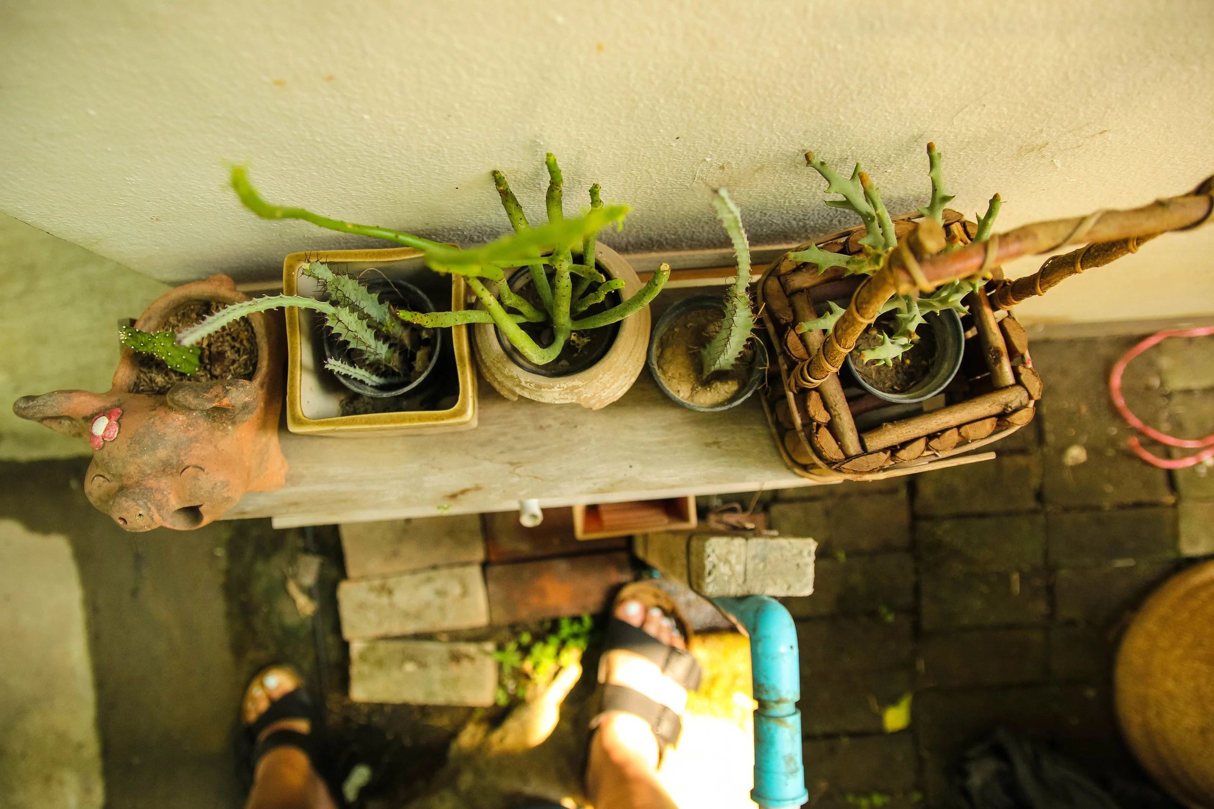 Chiang Mai Thailand Bay's Cafe cactus cacti birkenstocks