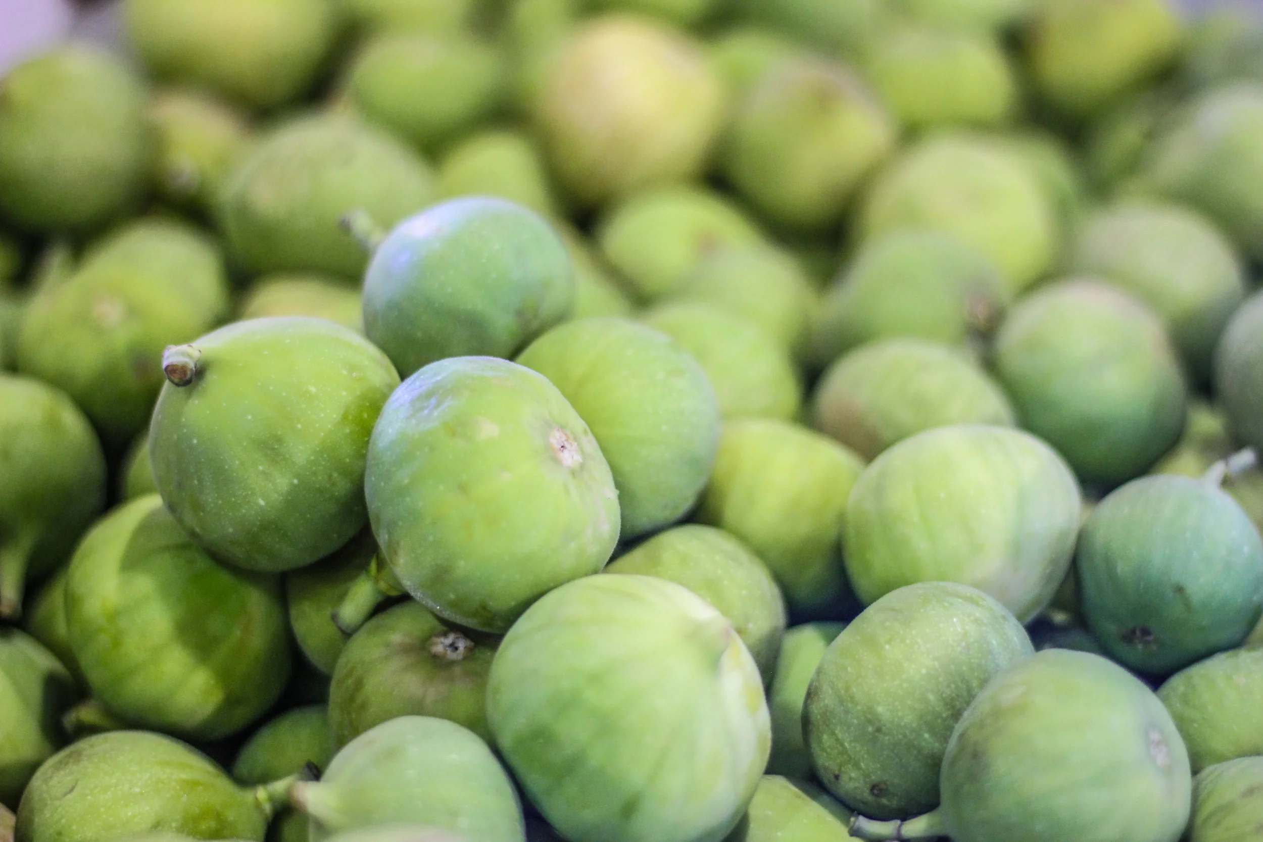 Fig October2017-9081.jpg